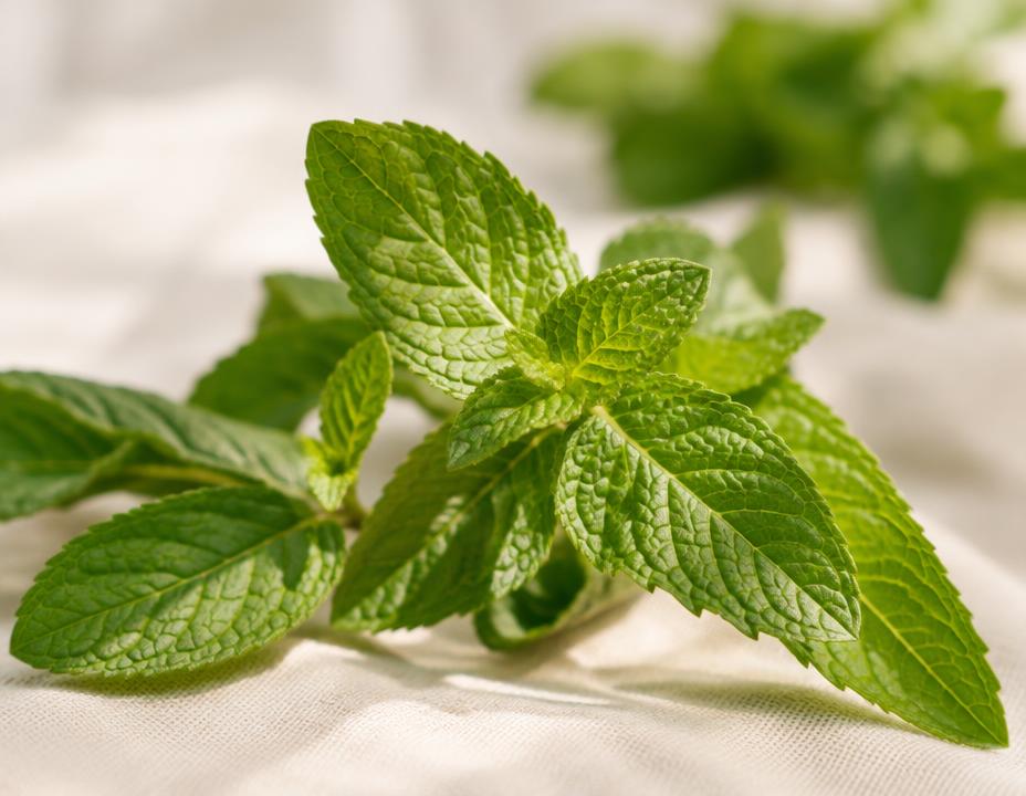 Fresh peppermint leaves